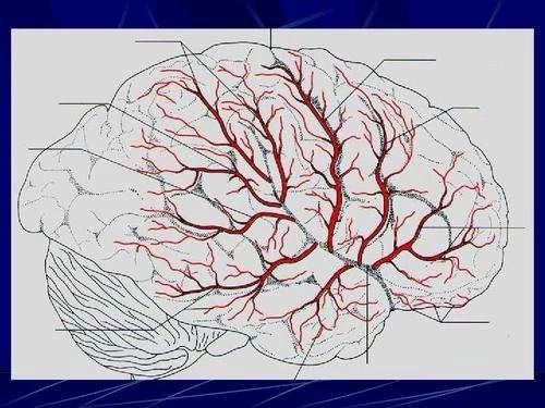 中国脑血管病一级预防指南2019宣布！！丨指南共识